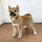 豆柴【茨城県・男の子・2025年8月18日・赤】の写真12