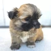 チーズー♥️(チワワ×シーズー)【茨城県・女の子・2025年10月5日・フォーン】の写真13