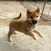 豆柴【茨城県・男の子・2025年8月18日・赤】の写真7