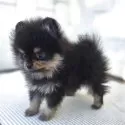 ポメラニアン【茨城県・女の子・2025年9月30日・ブラックタン】の写真4