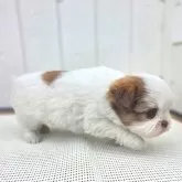 チーズー(チワワ×シーズー)【茨城県・女の子・2025年10月6日・ゴールド&ホワイト】の写真10