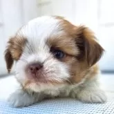 チーズー(チワワ×シーズー)【茨城県・男の子・2025年10月6日・ゴールド&ホワイト】の写真3