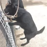 スキッパーキ【茨城県・男の子・2025年5月28日・ブラック】の写真8