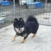 ポメラニアン【茨城県・男の子・2025年4月28日・ブラックタン】の写真6