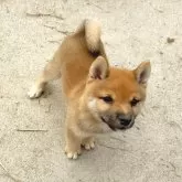 豆柴【茨城県・男の子・2025年8月18日・赤】の写真14