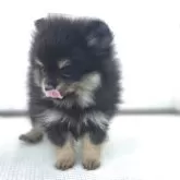 ポメラニアン【茨城県・女の子・2025年9月13日・オレンジ】の写真8