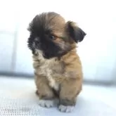 チーズー(チワワ×シーズー)【茨城県・男の子・2025年10月6日・フォーン(ブラックマスク)】の写真5