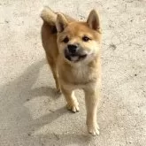 豆柴【茨城県・男の子・2025年8月18日・赤】の写真5