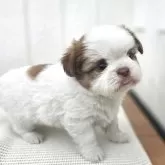 チーズー(チワワ×シーズー)【茨城県・女の子・2025年10月6日・ゴールド&ホワイト】の写真2