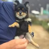 ポメラニアン【茨城県・男の子・2025年4月28日・ブラックタン】の写真12
