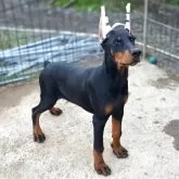 ドーベルマン【茨城県・女の子・2025年7月30日・ブラックタン】の写真13