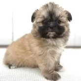 チーズー♥️(チワワ×シーズー)【茨城県・女の子・2025年10月5日・フォーン】の写真8