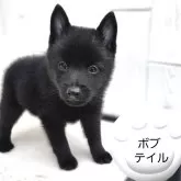 スキッパーキ【茨城県・男の子・2025年5月22日・ブラック】の写真4