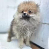 ポメラニアン【茨城県・男の子・2025年8月7日・オレンジ】の写真6
