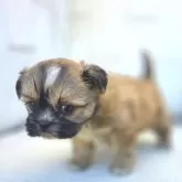 チーズー♥️(チワワ×シーズー)【茨城県・女の子・2025年10月5日・フォーン&ホワイト】の写真2