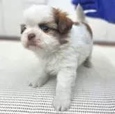 チーズー(チワワ×シーズー)【茨城県・女の子・2025年10月6日・ゴールド&ホワイト】の写真6