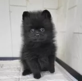 ポメラニアン【茨城県・男の子・2024年12月12日・ブラック】の写真15