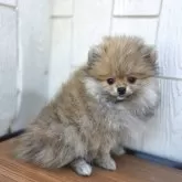 ポメラニアン【茨城県・女の子・2025年7月31日・オレンジ】の写真6