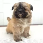 チーズー♥️(チワワ×シーズー)【茨城県・女の子・2025年10月5日・フォーン】の写真5