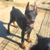 ドーベルマン【茨城県・女の子・2025年7月30日・ブラックタン】の写真10