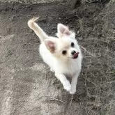 ポメチワ(チワワ×ポメラニアン)【茨城県・女の子・2025年6月1日・クリーム】の写真14