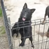 スキッパーキ【茨城県・男の子・2025年5月28日・ブラック】の写真5