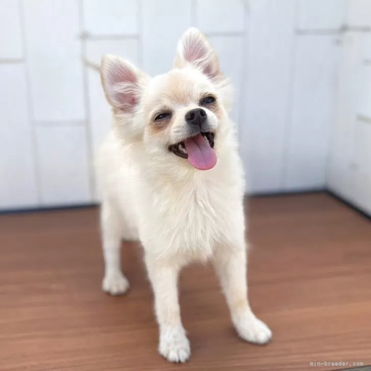 ポメラニアン　　2.5.9番 ポメラニアン 2.5.9番 ポメラニアン 2.5.9番