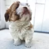 チーズー(チワワ×シーズー)【茨城県・男の子・2025年10月6日・ゴールド&ホワイト】の写真6