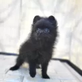 ポメラニアン【茨城県・男の子・2024年12月12日・ブラック】の写真2