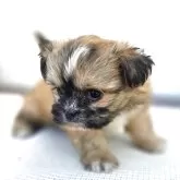 チーズー♥️(チワワ×シーズー)【茨城県・女の子・2025年10月5日・フォーン&ホワイト】の写真11