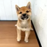 豆柴【茨城県・男の子・2025年8月18日・赤】の写真10