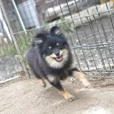 ポメラニアン【茨城県・男の子・2025年4月28日・ブラックタン】の写真11