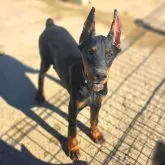 ドーベルマン【茨城県・女の子・2025年7月30日・ブラックタン】の写真9