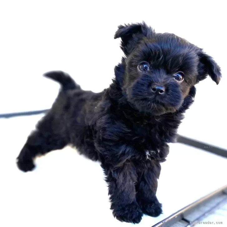 ID:2501-01645の子犬