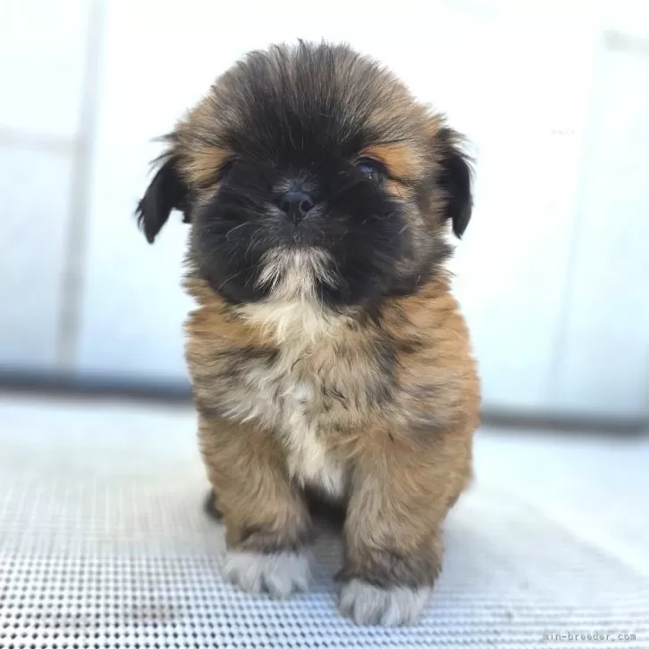 チーズー(チワワ×シーズー)【茨城県・男の子・2025年10月6日・フォーン(ブラックマスク)】の写真1