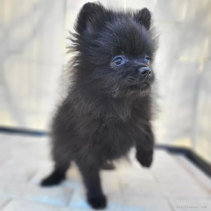ID:2501-01259の子犬