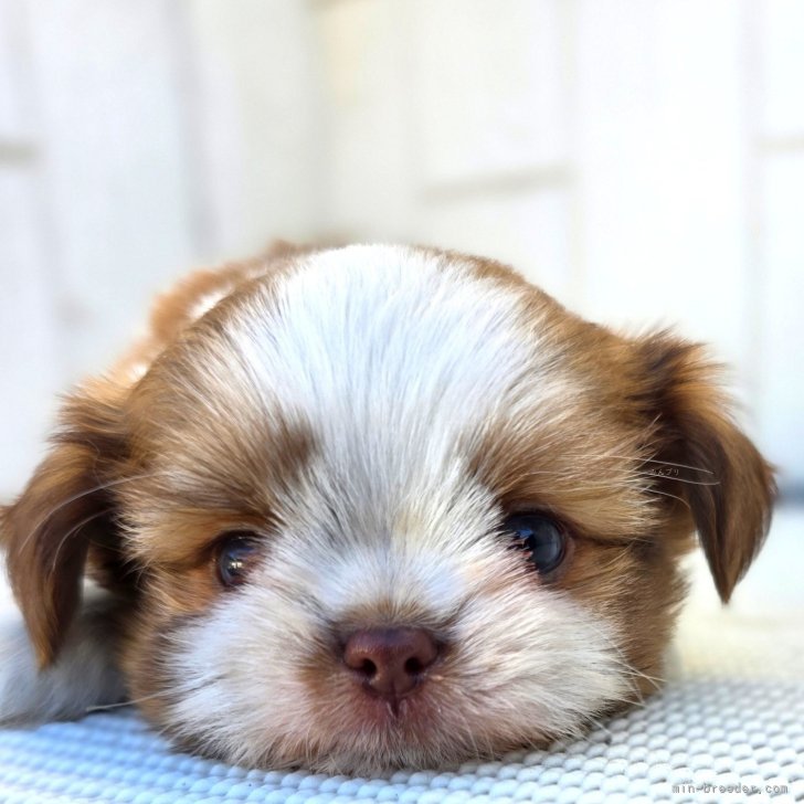 ブリーダー画像