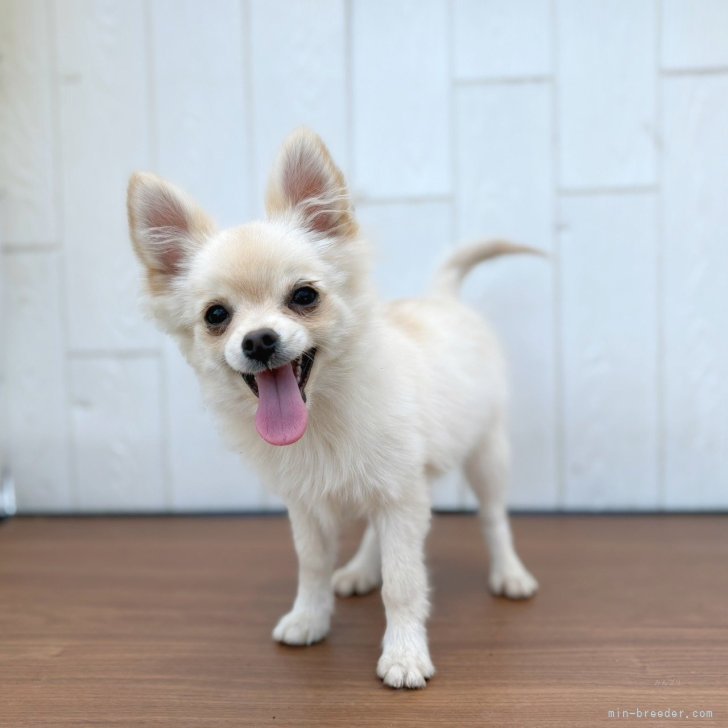 ポメチワ(チワワ×ポメラニアン)【茨城県・女の子・2025年6月1日