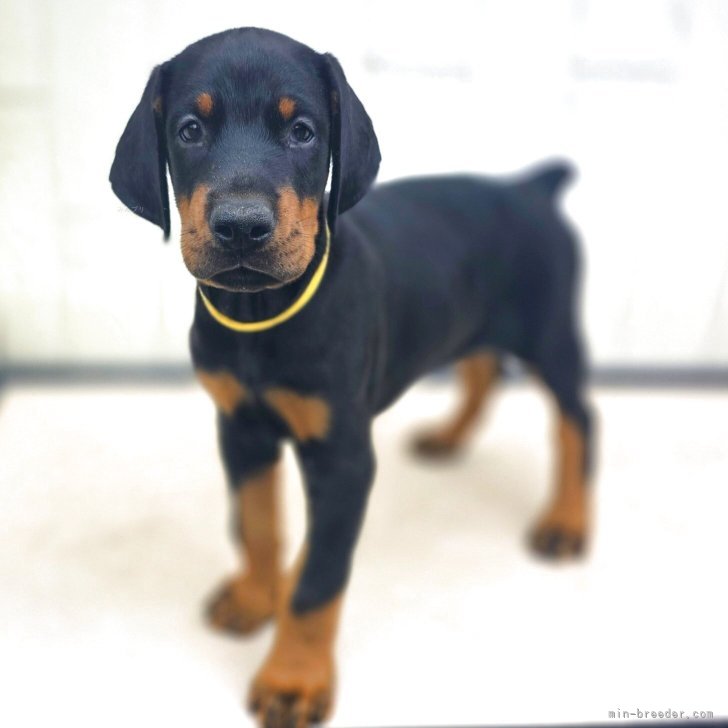 ドーベルマン、昭和、犬 昔の犬 | リングダンサーのドーベルマンと盆栽