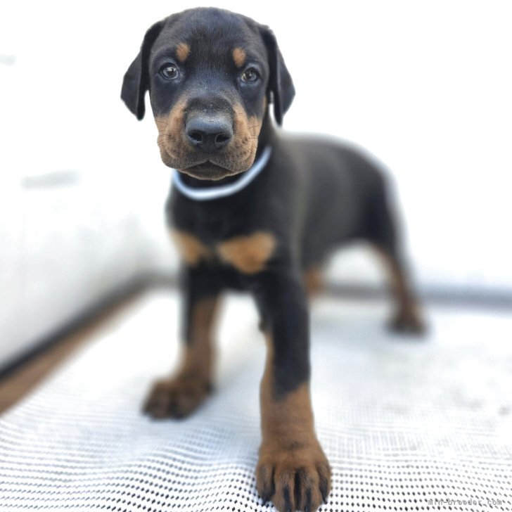 ブリーダー画像