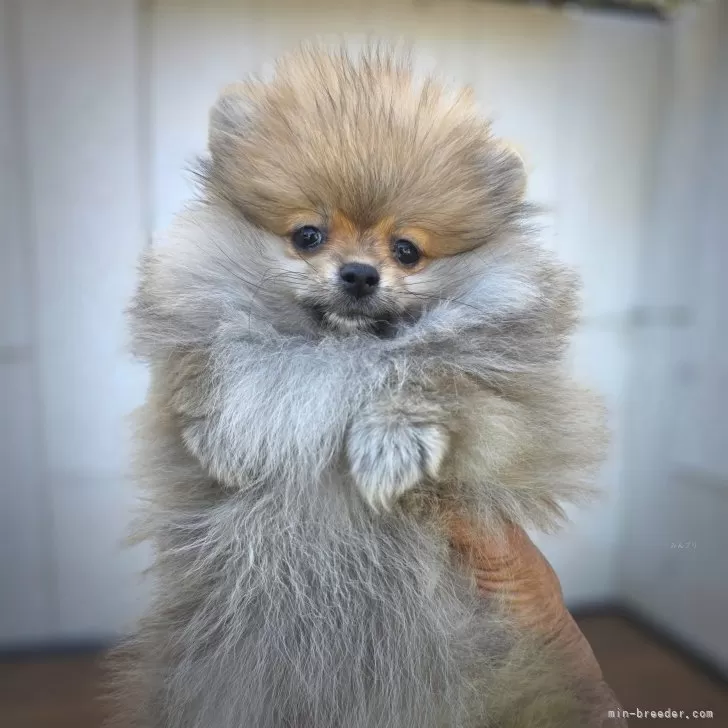 ポメラニアン【茨城県・女の子・2025年7月31日・オレンジ】の写真1