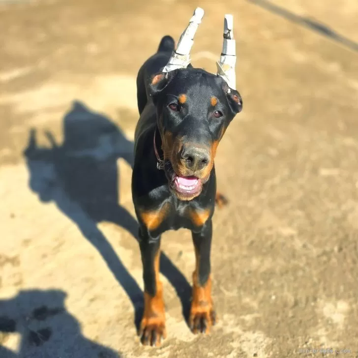 ドーベルマン【茨城県・女の子・2025年7月30日・ブラックタン】の写真1