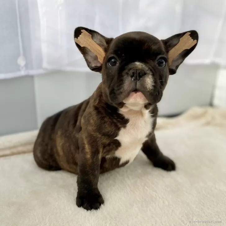 ID:2411-06406の子犬