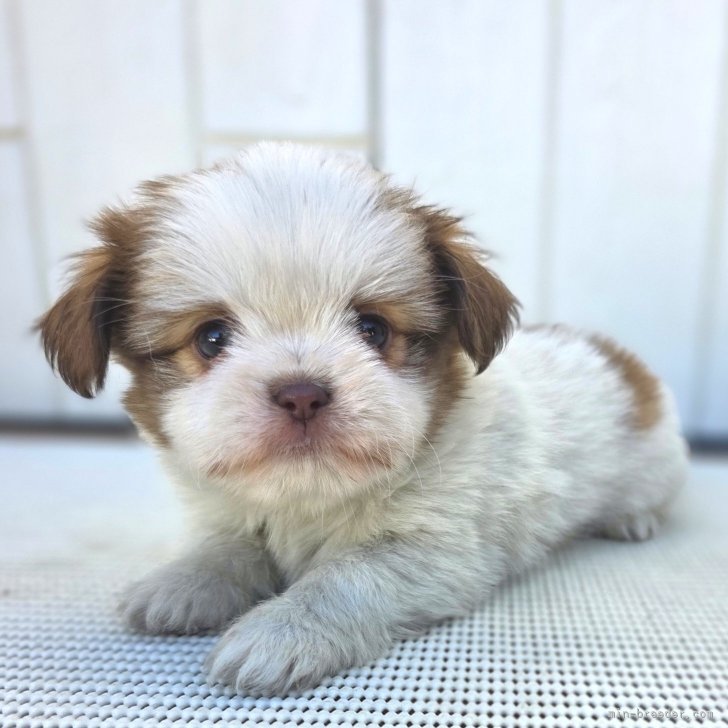 ブリーダー画像