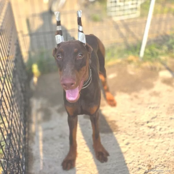 ID：2504-02174の子犬