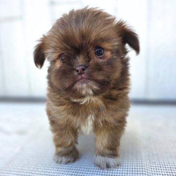 チーズー(チワワ×シーズー)【茨城県・女の子・2025年10月6日・チョコレート】の写真「マズルも短くて どんどん可愛いくなってます♥️」