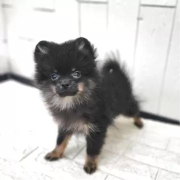 ポメラニアン【茨城県・女の子・2025年1月3日・ブラックタン