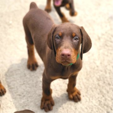 ドーベルマン【茨城県・男の子・2025年3月17日・ブラウンロート】の写真「父犬〰PD日本チャンピオン直子⭐ヨーロッパタイプ⭐」