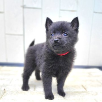 スキッパーキ【茨城県・女の子・2025年3月13日・ブラック】の写真「👿世界最高の室内番犬⭐弾丸小僧小娘 🔫笑👿」