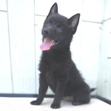 スキッパーキ【茨城県・女の子・2025年5月31日・ブラック】の写真「世界最高の室内番犬👿飛びます👿」